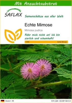 Produktbild von SAFLAX - Echte Mimose - 70 Samen - Mit keimfreiem Anzuchtsubstrat - Mimosa pudica