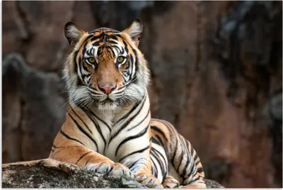 Produktbild von MuchoWow® Poster Tiger - Felsen - Berge 180x120 cm - Fotoplakat