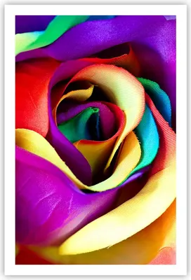 Produktbild von Poster - Poster ohne Rahmen - Blume Farbe Rose - 61x91,5 cm - Wand Bild - Wanddeko - Wandbilder - Kunstposter - Wandposter - Bilder - Kunstdruck - Wanddekoration - Wandbild - P2XPA61x91-3623