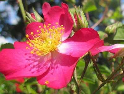 Produktbild von Kleinstrauchrose Juanita® - Rosa Juanita - ADR Rose - Kordes Rose