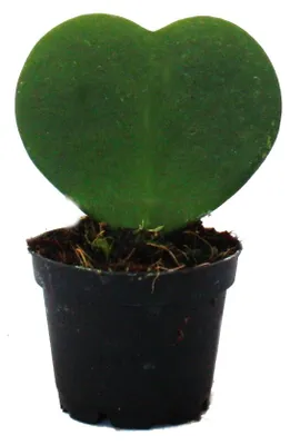 Produktbild von Hoya kerii - Herzblatt-Pflanze, Herzpflanze oder Kleiner Liebling - im 6cm Topf