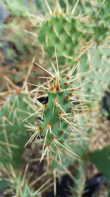 Image de Opuntia phaeacantha ‘Storytelling 2'