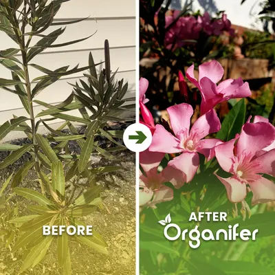 Produktbild von Oleander Flüssigdünger 10L – 2-1-8 NPK – Flüssig-Pflanzendünger für große Beete, Hecken & Garten-Oleander – Organifer