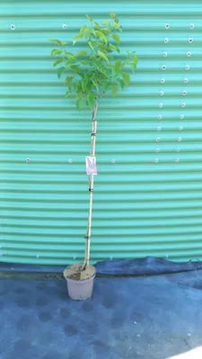 Obrázok produktu pre Syringa vulgaris 'And. An Ludwig Spath' – šľachtivý orgován | 100 cm v črepníku