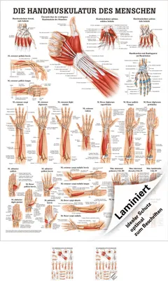 Produktbild von Handmuskulatur Poster Anatomie 70x50 cm medizinische Lehrmittel