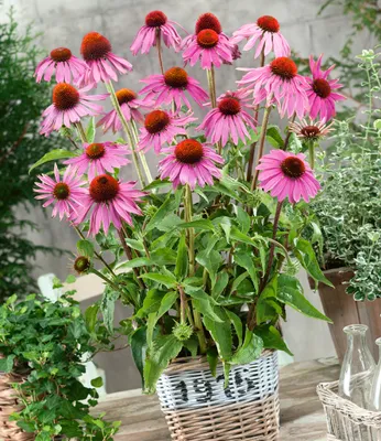 Produktbild von BALDUR Garten 3x Echinacea purpurea, Pflanzen im 9x9 cm-Topf, Purpuroter Sonnenhut, 4-6 Pflanzen pro Quadratmeter, winterharte Staude, mehrjährig, blühend, pflegeleicht, dauerblüher