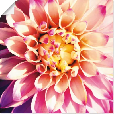 Produktbild von ARTland Poster Dahlie Größe: 30x30 cm
