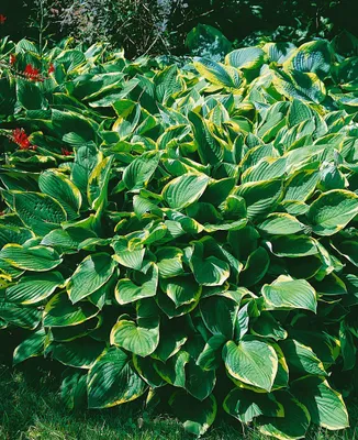 A large, lush hosta plant with variegated green and yellow leaves.