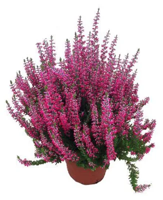 Produktbild von Enseleits Calluna Beatuy Lady´s rot