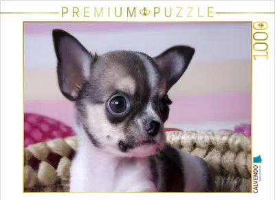 Produktbild von CALVENDO Puzzle Chihuahua | 1000 Teile Lege-Größe 64x48cm Foto-Puzzle für glückliche Stunden