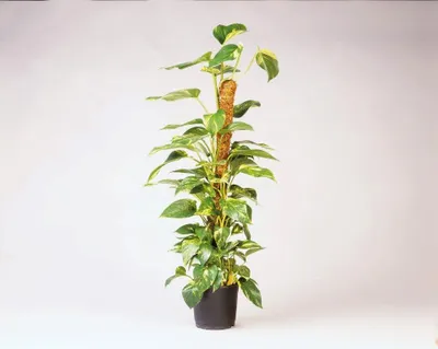 Produktbild von Warentuin Producten