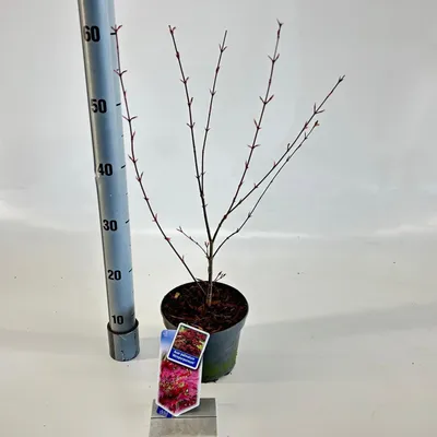 Zdjęcie produktu dla Acer pal. ‘Atropurpureum’ – klon miłorędy | 30–40 cm w doniczce