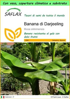 Immagine prodotto di SAFLAX Garden to go - Banana di Darjeeling - 5 semi - Musa