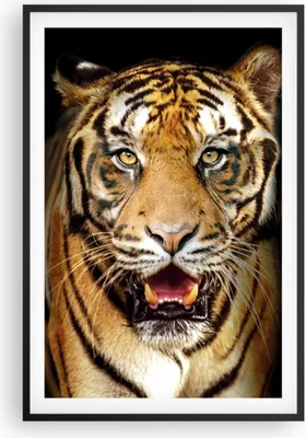 Produktbild von Gerahmtes Poster - Schwarzer Rahmen - tiger tier - 61x91,5 cm - Wand Bild - Wanddeko - Wandbilder - Kunstposter - Wandposter - Bilderrahmen - Bilder - Kunstdruck - Wandbild - P2BPA61x91-4103