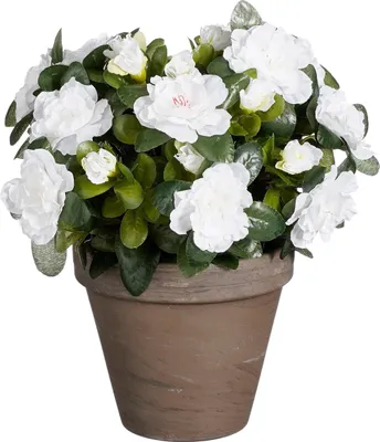 Zdjęcie produktu dla Mica Decorations Azalia sztuczna roślina w doniczce Stan - H31 x Ø26 cm - Biały