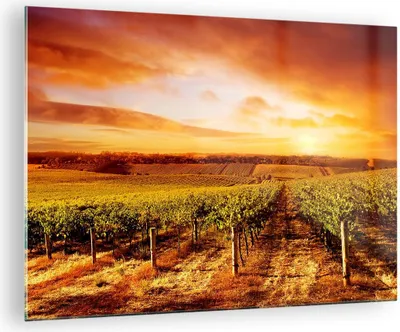 Produktbild von Bilder auf glas - Weinberg Aussicht Landschaft - 70x50cm - Glasbilder - Wandbilder - Kunstdruck - zum Aufhängen bereit - Wanddekoration aus Glas - Glas Bilder - Wandbild auf Glas - GAA70x50-0170