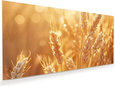 Produktbild von Glasbild 60x30cm in XXL für Wohnzimmer, Schlafzimmer Motiv Weizenfelder