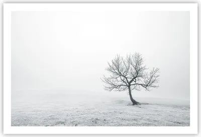 Produktbild von Poster - Poster ohne Rahmen - Baum Feld Natur - 91,5x61 cm - Wand Bild - Wanddeko - Wandbilder - Kunstposter - Wandposter - Bilder - Kunstdruck - Wanddekoration - Wandbild - P2XAA91x61-3683