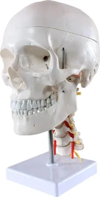 Produktbild von Schädel Anatomie Modell lebensgroß 4 teilig Halswirbelsäule auf Stativ