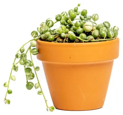 Obrázok produktu pre Gardners Senecio herreianus Variegata, priemer 6 cm