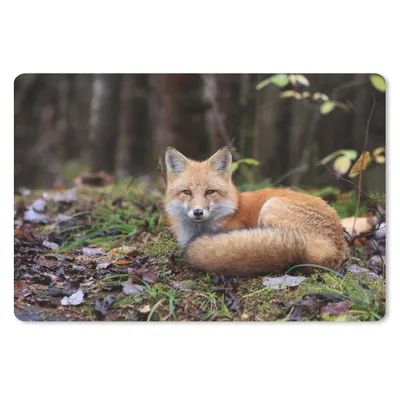 Produktbild von MuchoWow® Schreibtischunterlage Fuchs - Wald - Tier 60x40 cm - XXL Mauspad - Großes Mauspad
