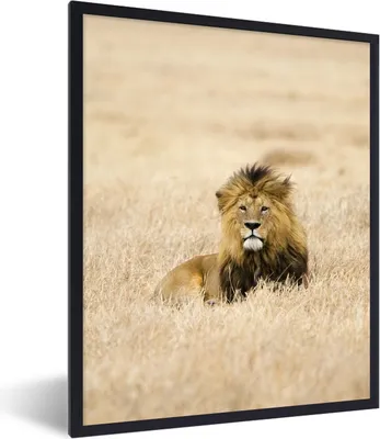 Produktbild von MuchoWow® Gerahmtes Poster Ein Löwe im hohen Gras des Serengeti-Nationalparks in Tansania 30x40 cm - Poster mit Schwarzem Bilderrahmen Wandposter Rahmen Foto Bilder - Wanddeko - Kunstdrucke