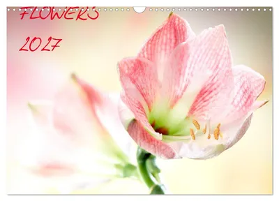 Produktbild von Flowers / 2027 (Wandkalender 2027 DIN A3 quer), CALVENDO Monatskalender