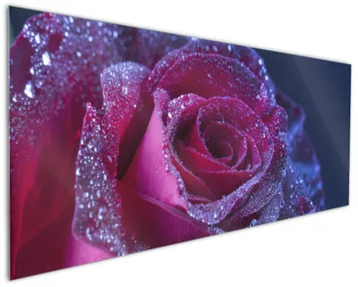 Produktbild von Wallario Küchenrückwand aus Glas, Größe: 125 x 50 cm, Motiv: Rote Rosenblüte im Regen | Spritzschutz | abwischbar | pflegeleicht | in