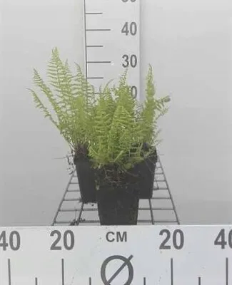 Produktbild von 6 x Athyrium filix-femina - Frauenfarn - Topf 9 x 9 cm