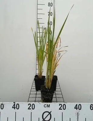 Zdjęcie produktu dla 6 x Typha latifolia - sitowie szerokolistne - doniczka 9 x 9 cm