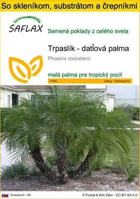 Obrázok produktu pre SAFLAX Kultivačný set - Trpaslík - datľová palma - Phoenix roebelenii - 25 Semená - S mini skleníkom, pestovateľským substrátom a 2 črepníkmi