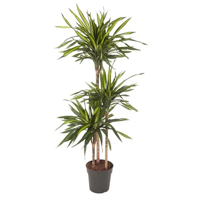 Zdjęcie produktu dla Everyplants Dracaena Riki - 140 cm, Ø 24 cm