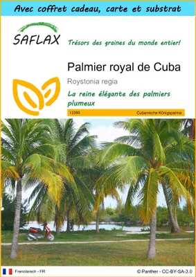 Image de SAFLAX Ensemble-cadeau - Palmier royal de Cuba - 8 graines - Roystonia