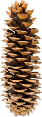 Produktbild von Pinus lambertiana Länge ca.20-30cm | Tannenzapfen