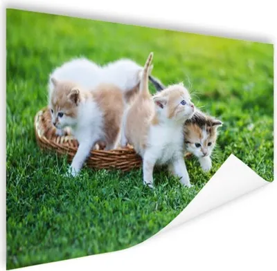 Produktbild von MuchoWow® Poster Kätzchen - Katze - Korb - Mädchen - Kinder - Jungen - Kinder 120x80 cm - Bilder
