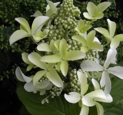 Produktbild von Rispenhortensie Great Star - Hydrangea paniculata Great Star