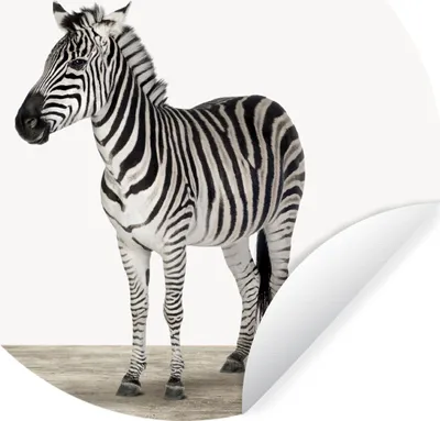 Produktbild von MuchoWow® Runde Wandtattoo - Wandsticker Tapete Aufkleber Tiere - Zebra - Schwarz - Weiß Ø 30 cm Selbstklebend und Repositionierbar - Wandaufkleber - Kreis - Wandbild - Fototapete - Selbstklebend - Dekoration - Wandschmuck - Schlafzimmer