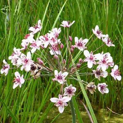 Produktbild von 6 x Schwanenblume - Butomus umbellatus  | Topf 9cm x 9cm