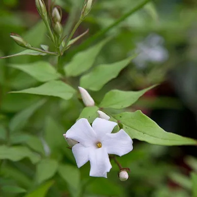 Obrázok produktu pre Zimný jazmín – Jasminum officinale  | 50–60 cm v kontajneri