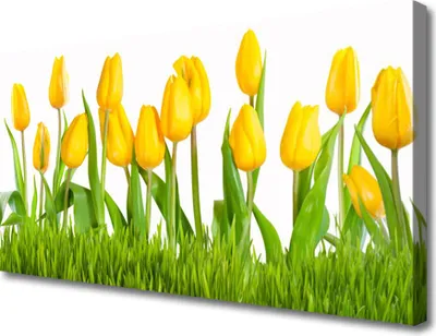 Produktbild von Tulup Leinwand-Bilder 100x50 Wandbild Canvas Kunstdruck Tulpen Pflanzen