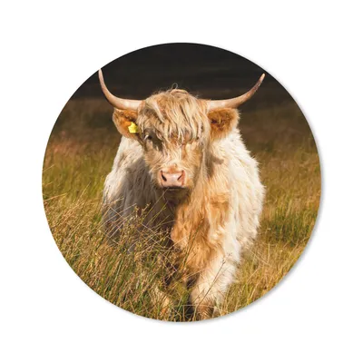 Produktbild von MuchoWow® Mauspad Mousepad Schottische Highlander - Licht - Gras - Tiere 20x20 cm - Mousepads - Maus Mat - Pad - Mausunterlage - Schreibtischmatte