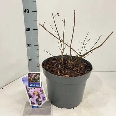 Image de Lagerstroemia indica With Love Babe (« Milaperl » PBR) - Lagerstroemia | 50-60 cm en pot