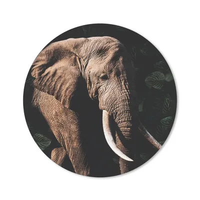 Produktbild von MuchoWow® Mauspad Mousepad Elefant - Tiere - Zähne 30x30 cm - Mousepads - Maus Mat - Pad - Mausunterlage - Tischunterlage - Schreibtischmatten
