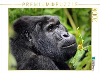 Produktbild von CALVENDO Puzzle Berggorilla in Uganda | 2000 Teile Lege-Größe 90x67cm Foto-Puzzle für glückliche Stunden