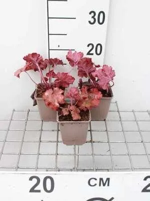 Produktbild von 6 x  Heuchera hybr. 'Fire Alarm' - Purpurglöckchen - Topf 9 x 9 cm