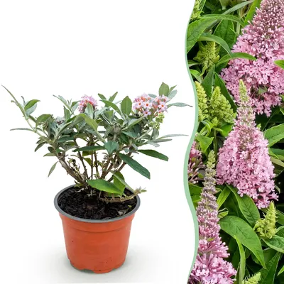 Immagine prodotto di Buddleja davidii "Butterfly Candy Little Pink", rosa, 20-25cm - Sträucher &