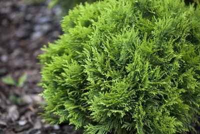 Produktbild von Thuja occidentalis 'Mecki' -R-, Lebensbaum, kompakt, 15–20 cm
