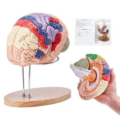 Image de Modèle du cerveau humain - Etude anatomique - 4 pièces - Inscrites - agrandi 2 fois