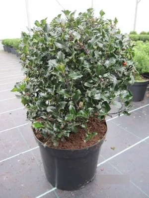 Produktbild von Stechpalme Blue Angel Kugel - Ilex meserveae - Kugel - 35