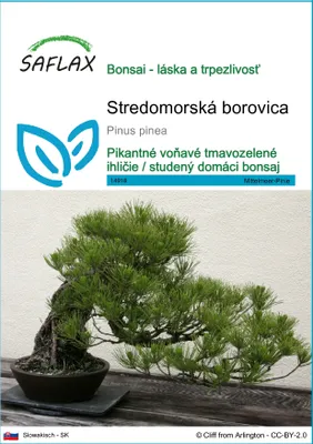 Obrázok produktu pre SAFLAX - Stredomorská borovica - Pinus pinea - 6 Semená